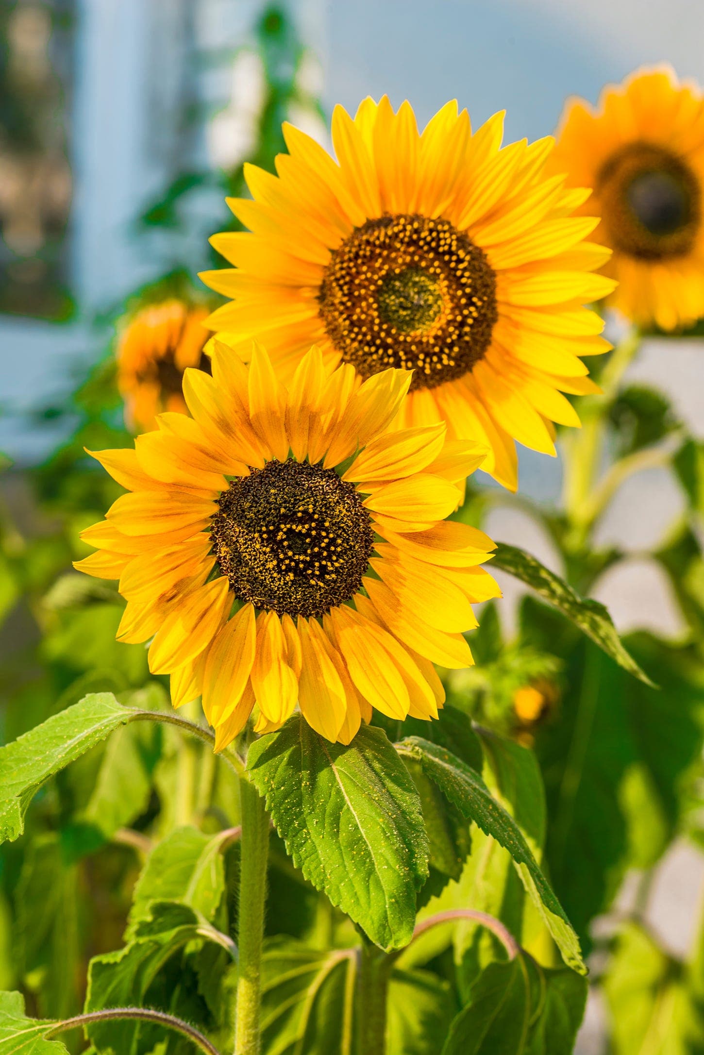 Flowering Plants