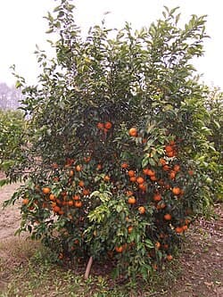 Kinnow Plant (Citrus reticulata)